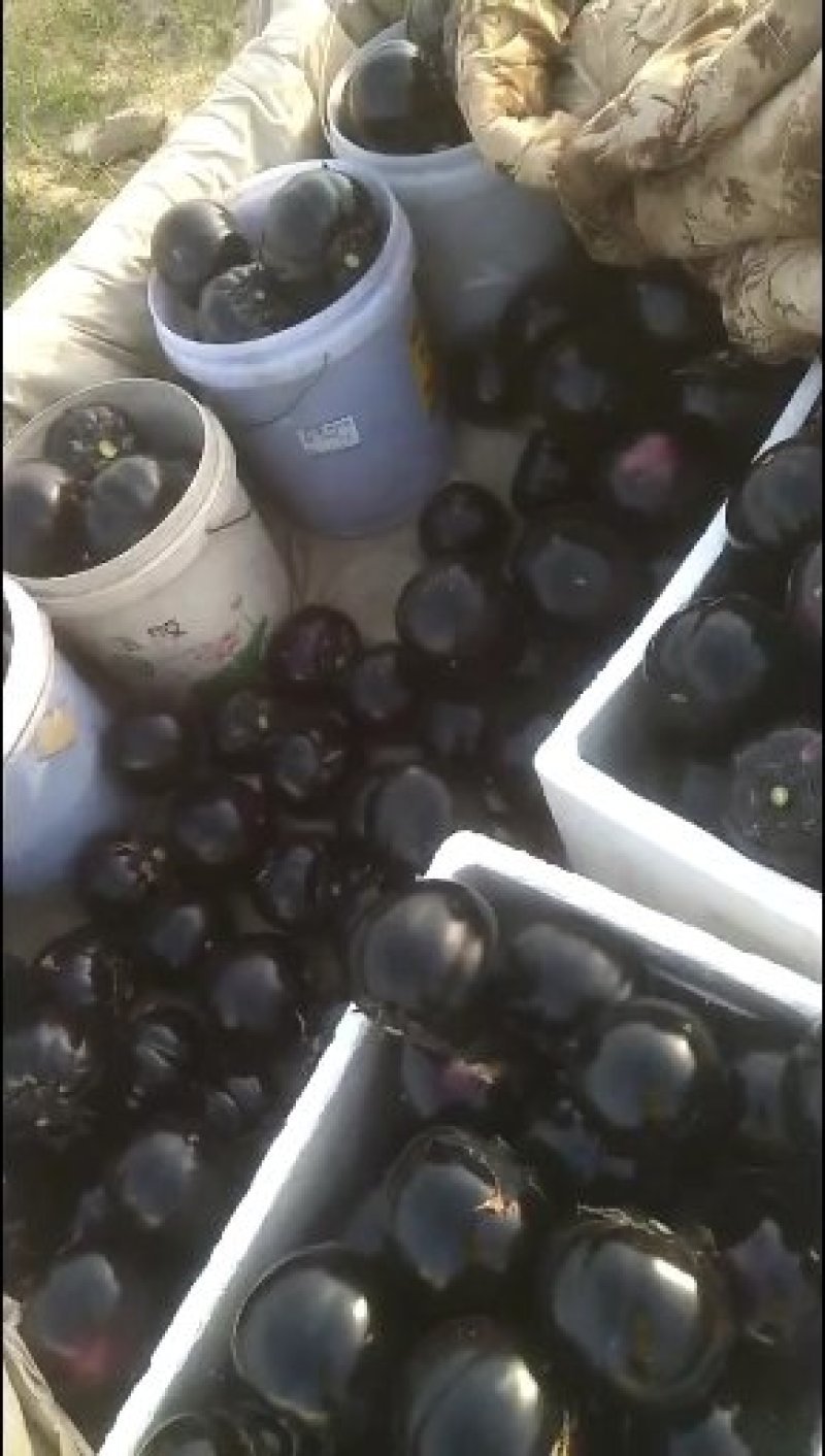 紫光1号茄子【开封通许基地直供高质量高标准】
