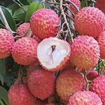 陆丰市荔枝