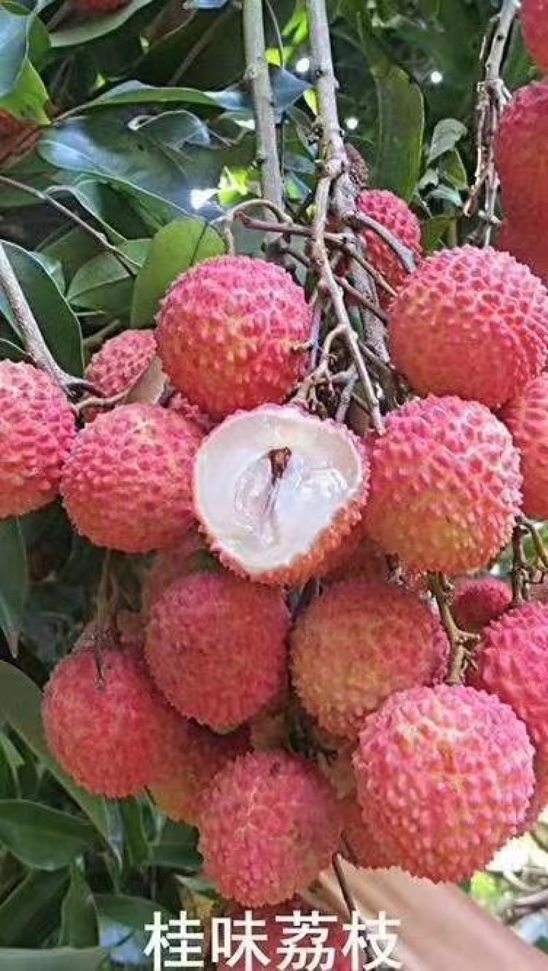 陆丰市荔枝