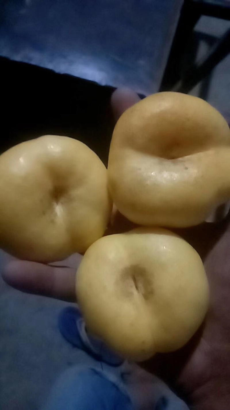 山西原产地套袋油蟠桃，风味皇后，黄金蟠桃