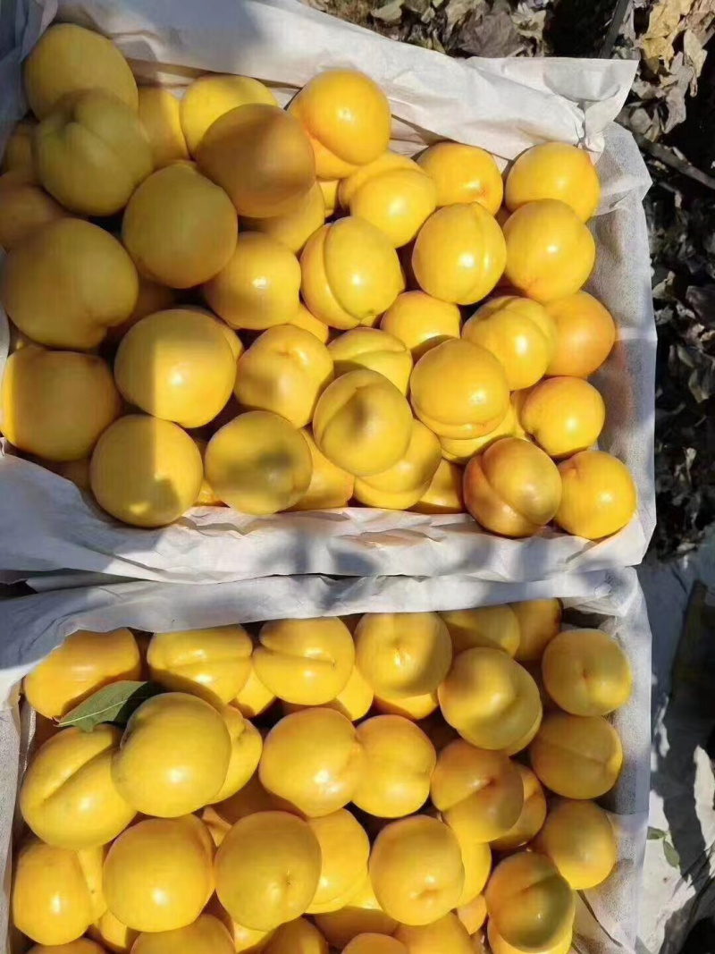 山西原产地套袋油蟠桃，风味皇后，黄金蟠桃