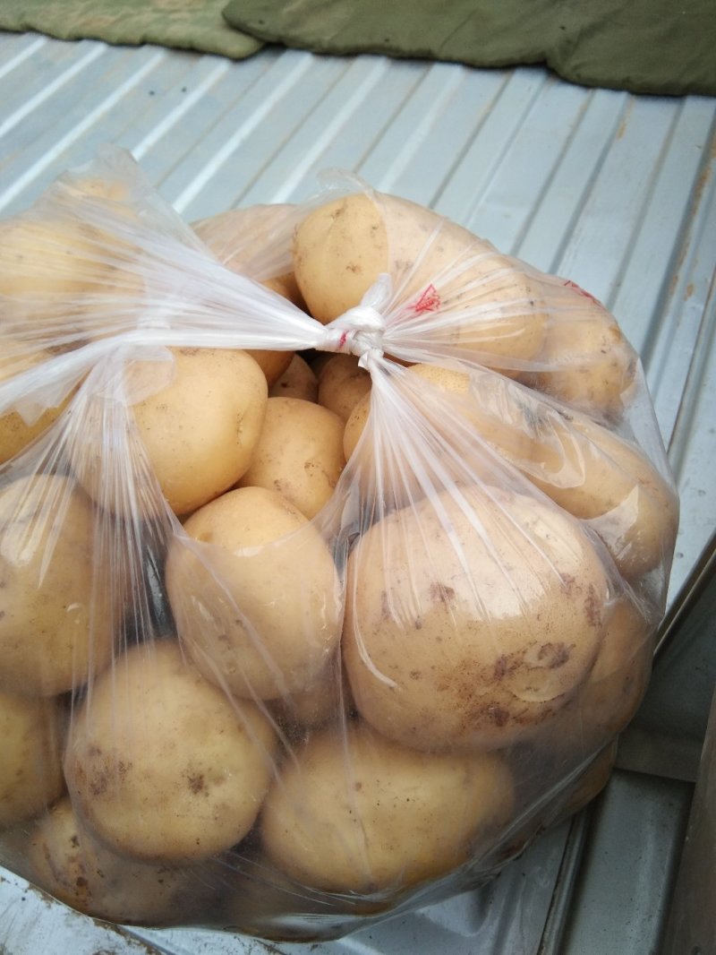 土豆