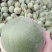 博洋6博洋9东方蜜，欢迎各位朋友前来考察