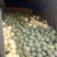 博洋6博洋9东方蜜，欢迎各位朋友前来考察