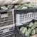 博洋6博洋9东方蜜，欢迎各位朋友前来考察