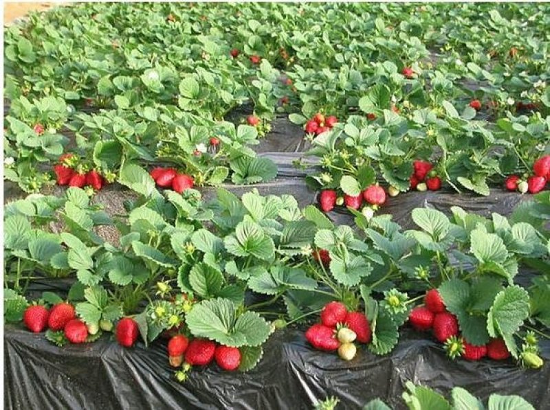 百亩种植基地，供应优质品种草莓苗，无水淹，无病害