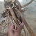 贵州毕节遵义大蓟根大量销售干货量大包含量