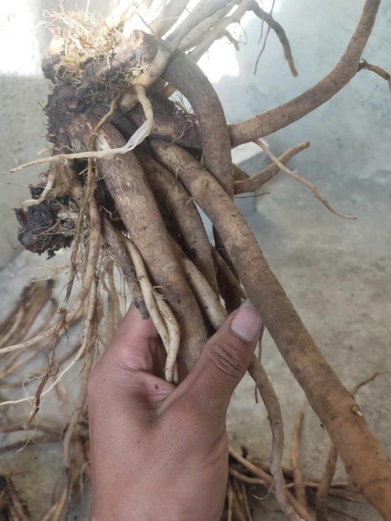 贵州毕节遵义大蓟根大量销售干货量大包含量