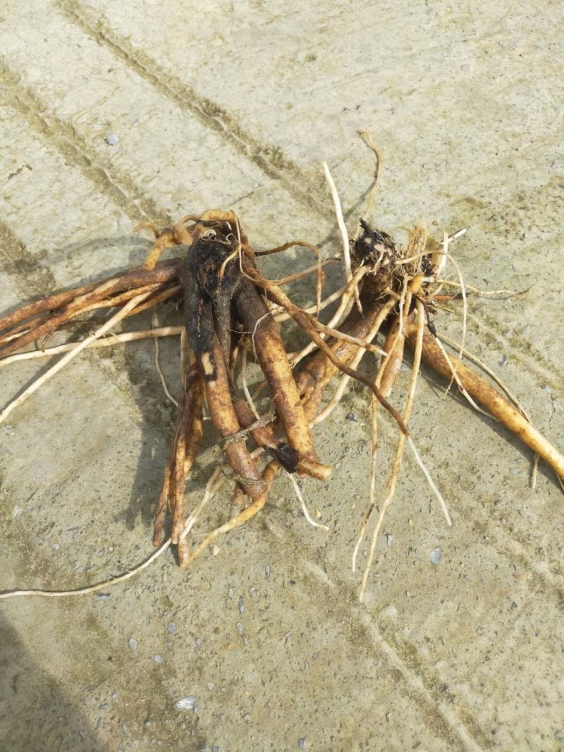 贵州毕节遵义大蓟根大量销售干货量大包含量