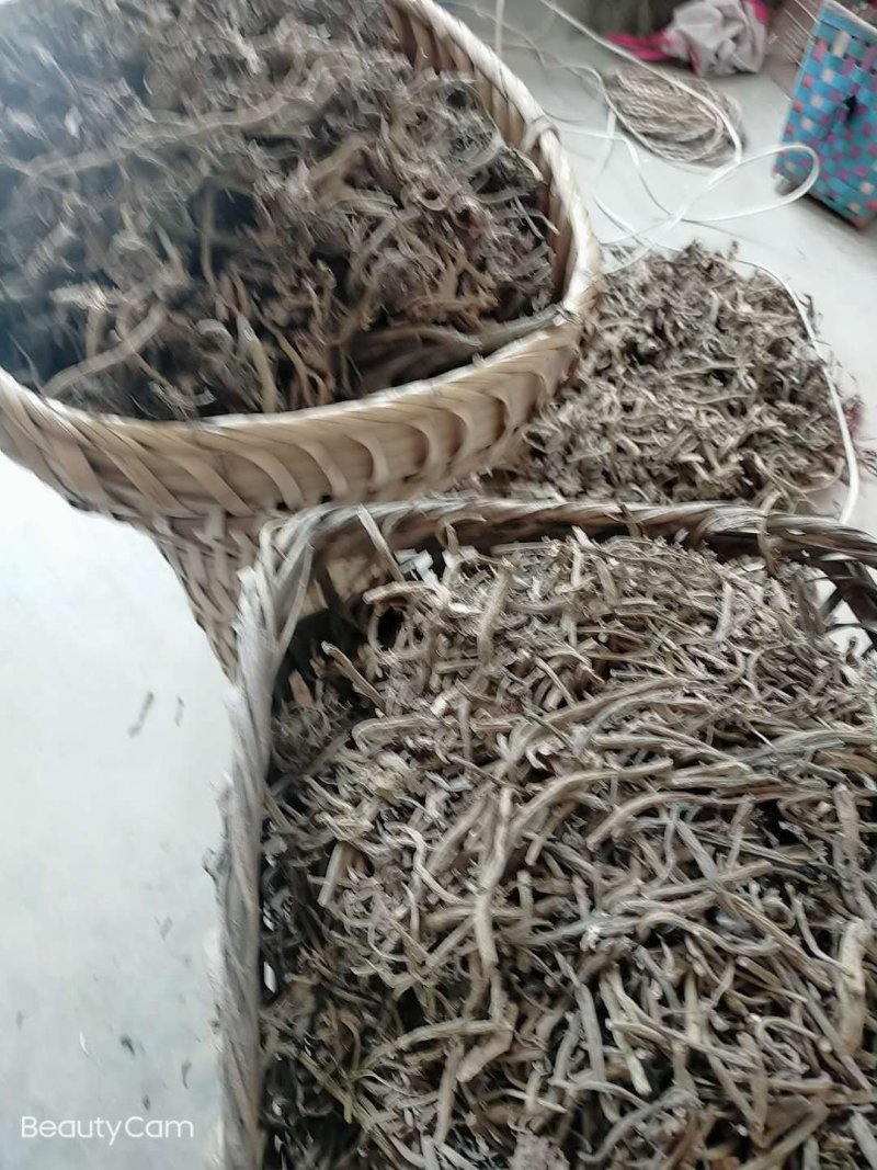 贵州毕节遵义大蓟根大量销售干货量大包含量