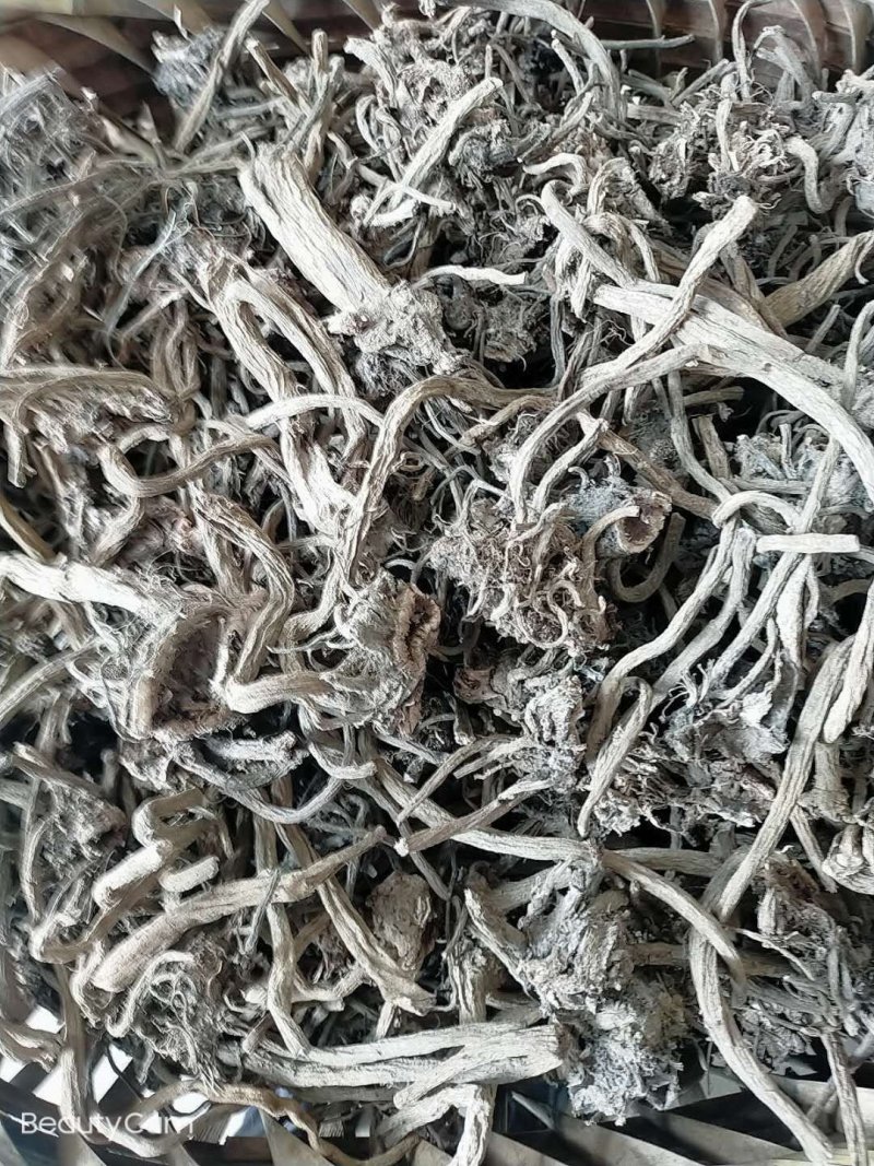 贵州毕节遵义大蓟根大量销售干货量大包含量