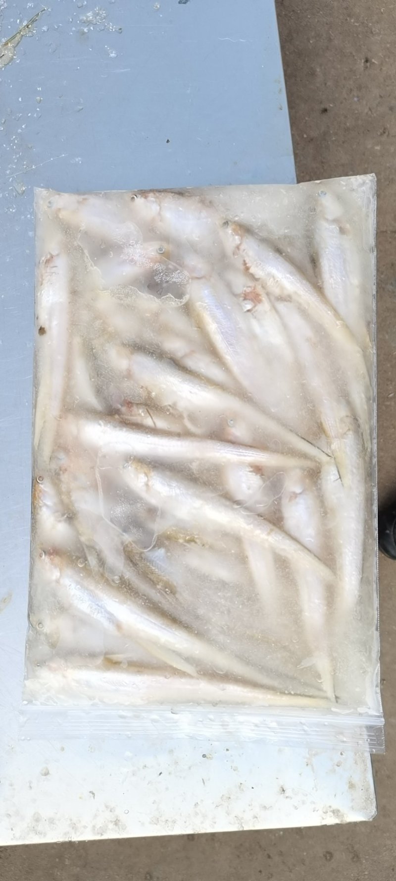 毛刀鱼