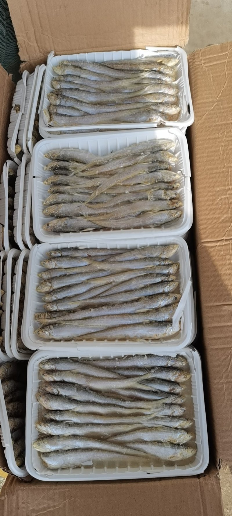 毛刀鱼