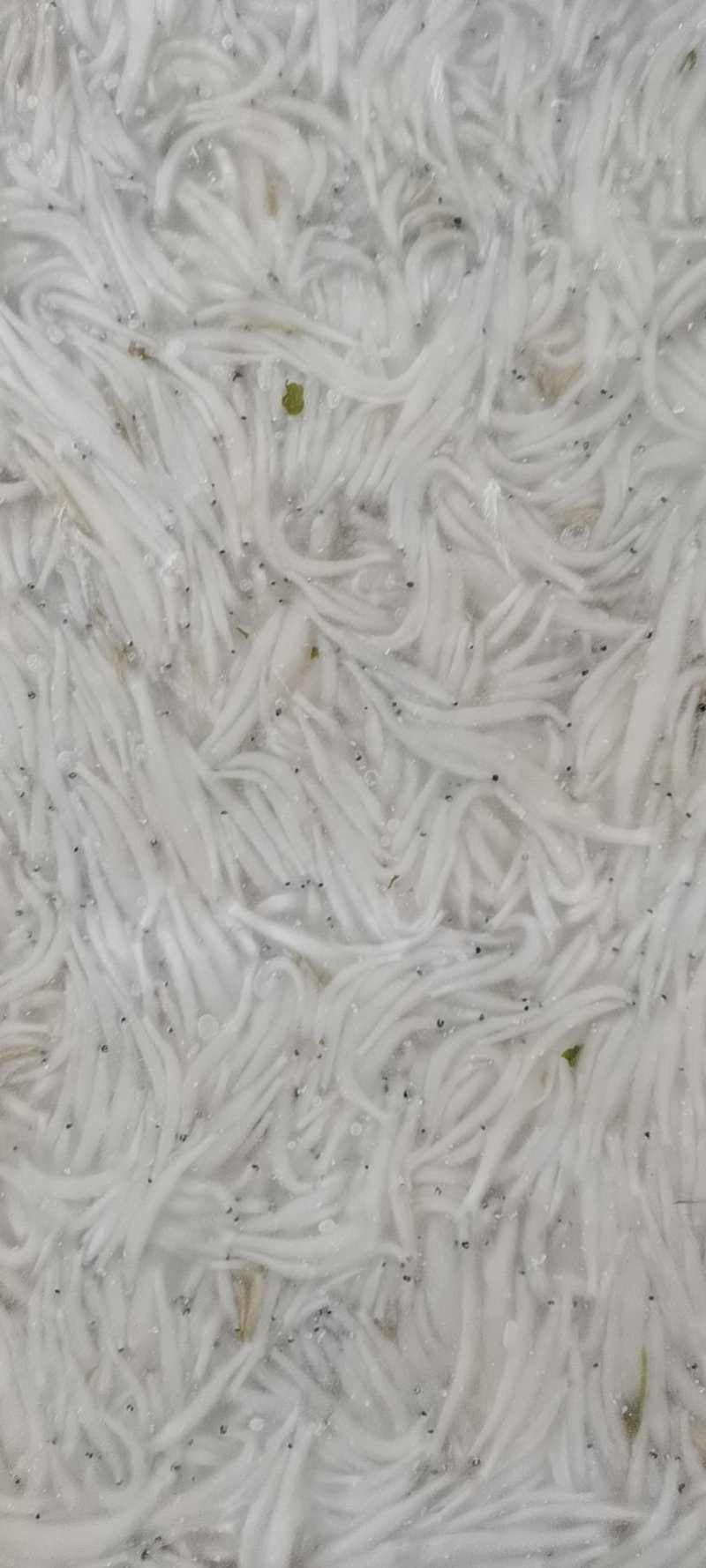 毛刀鱼