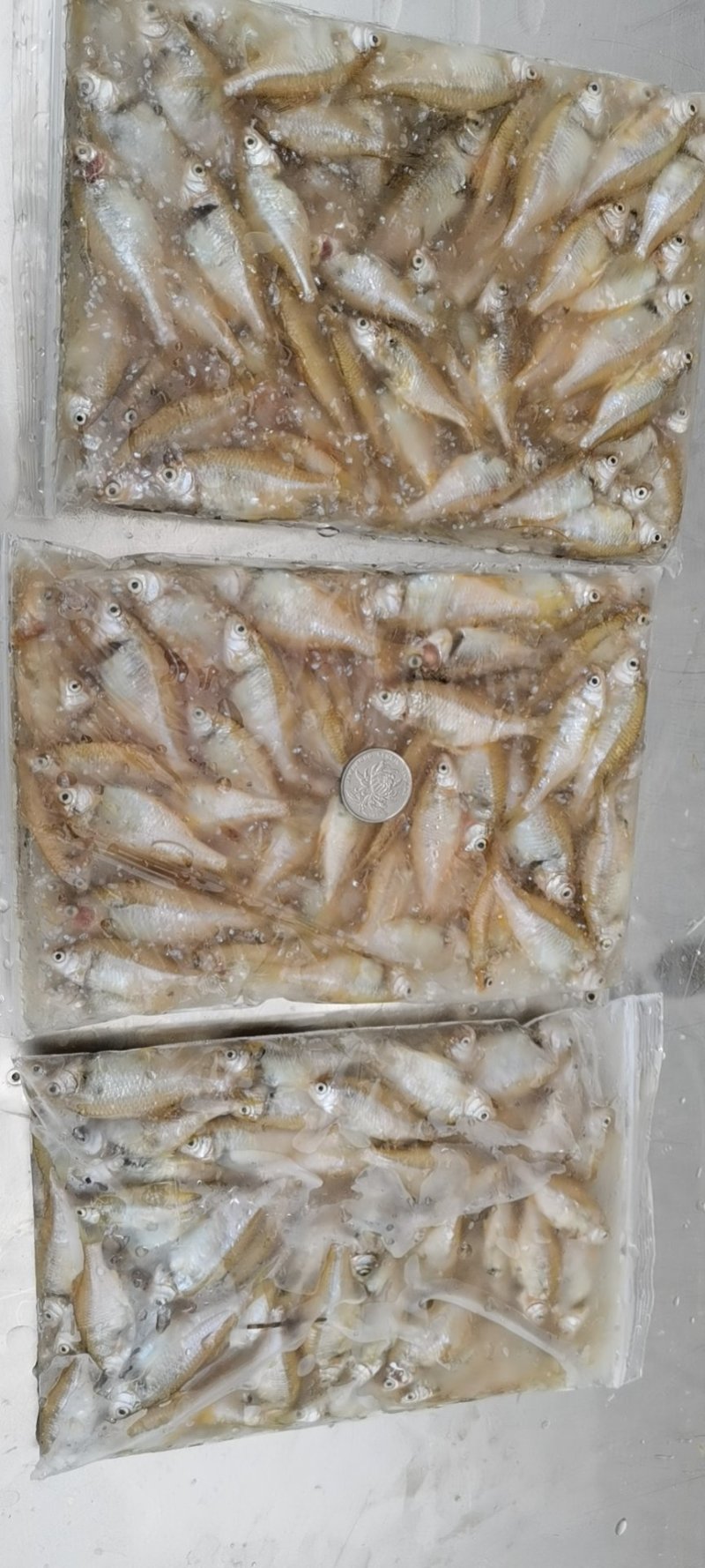 毛刀鱼