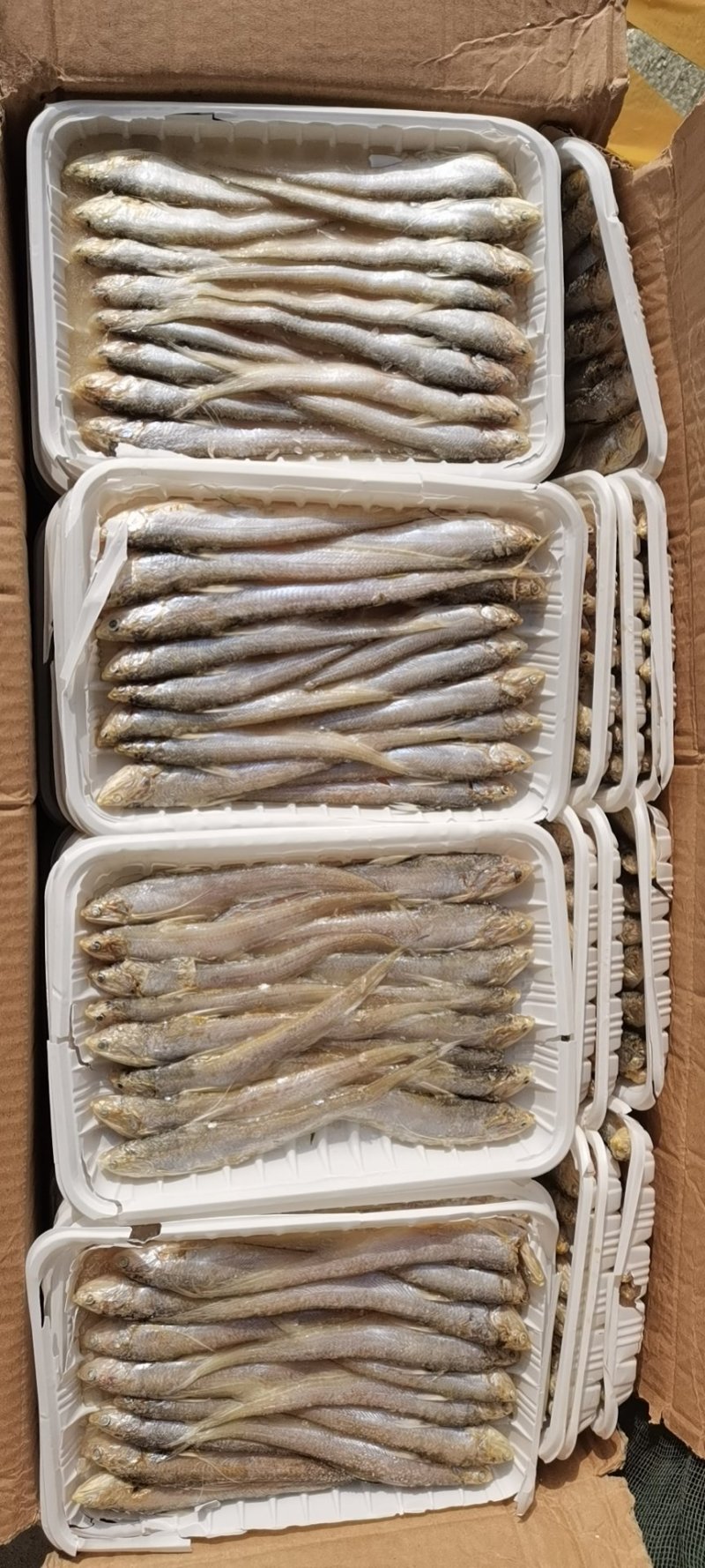 毛刀鱼