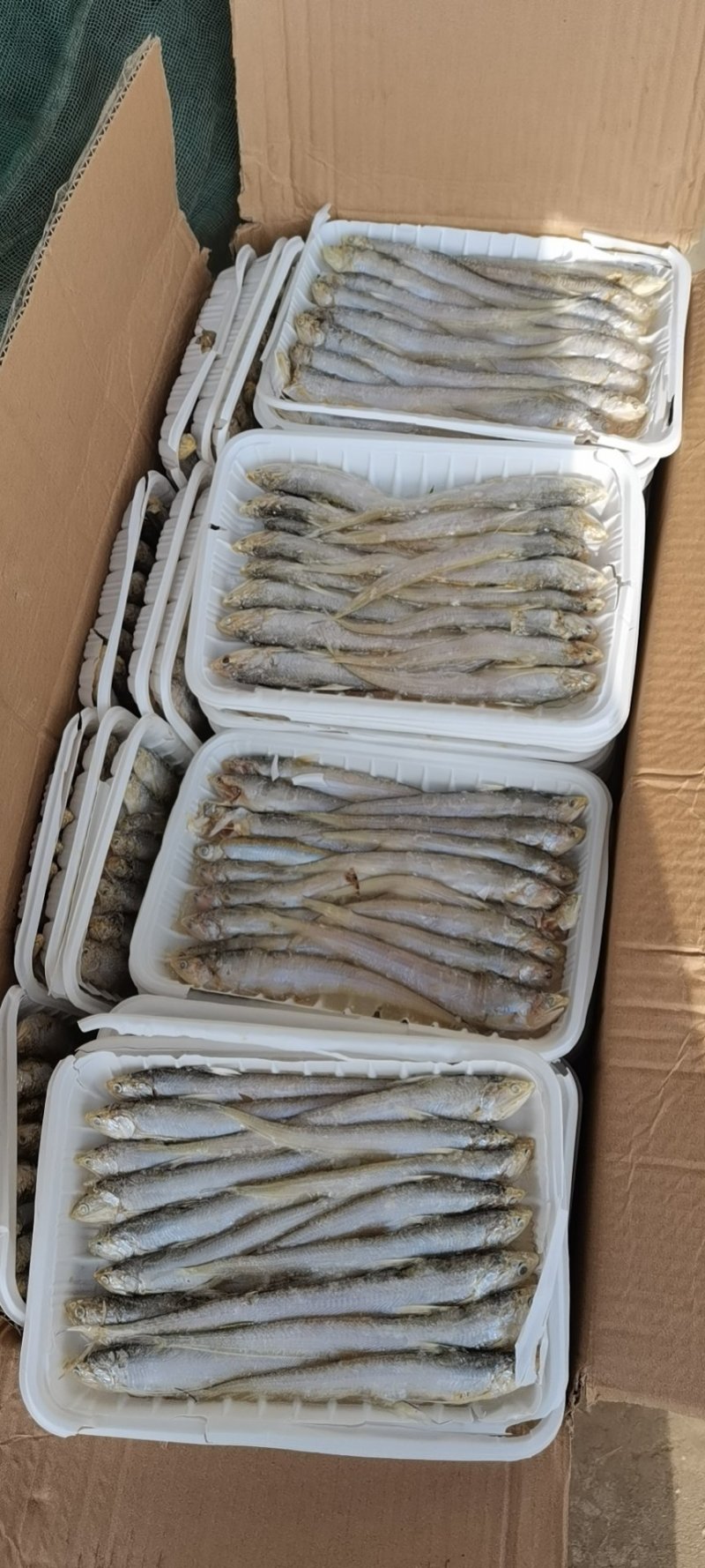 毛刀鱼