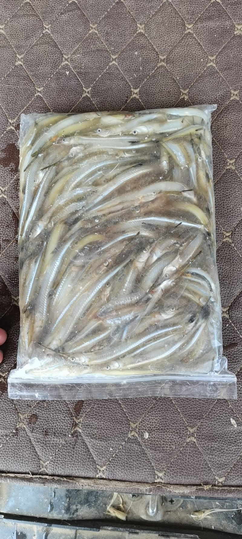 毛刀鱼