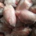 内蒙古锡林郭勒草地大羊宝，二三个一斤。爆炒非常好吃。