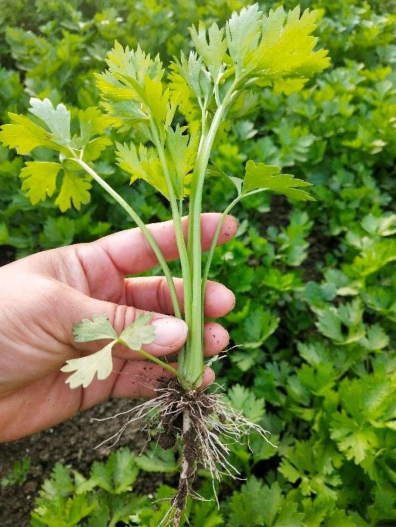 进口法国皇后芹菜苗，百亩繁育基地，免费教您种好菜！