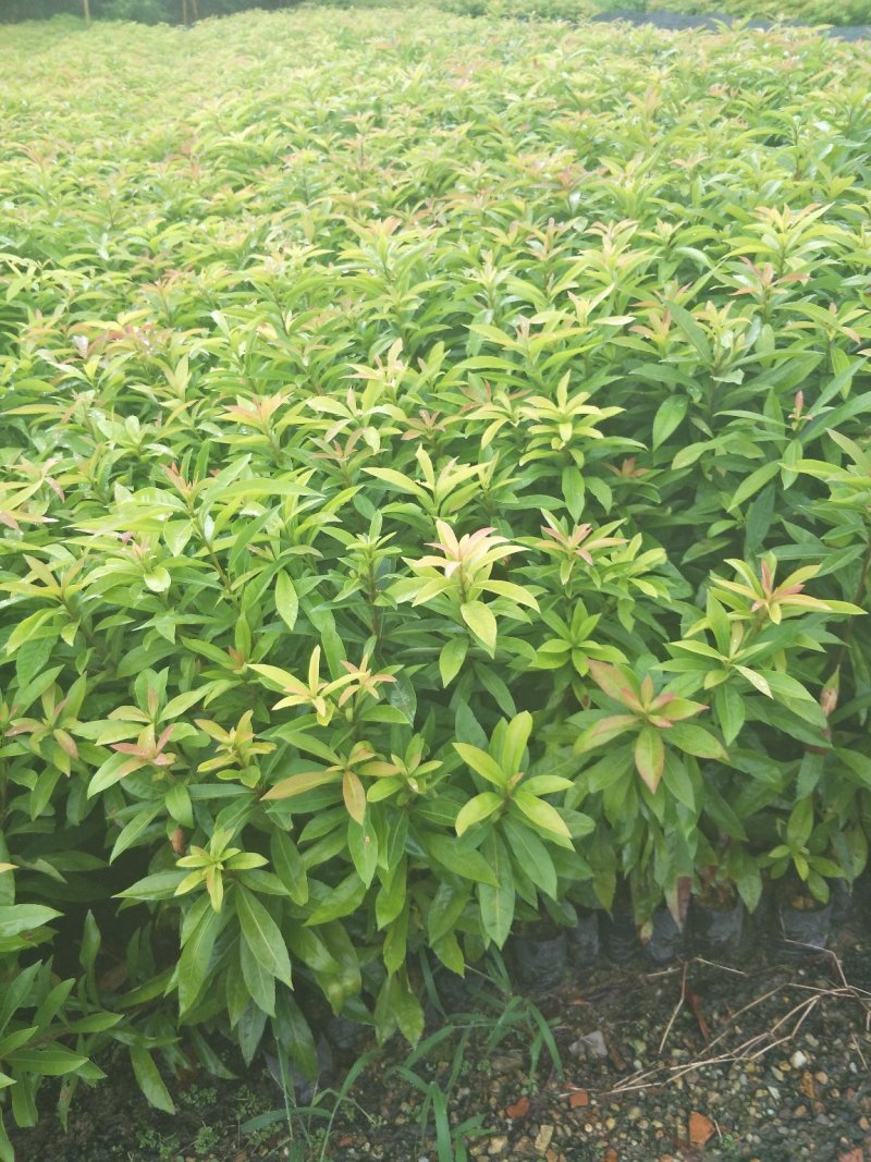 木荷苗，（木荷杯苗）木荷批发价格。长期提供技术支持
