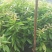 木荷苗，（木荷杯苗）木荷批发价格。长期提供技术支持