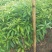 木荷苗，（木荷杯苗）木荷批发价格。长期提供技术支持