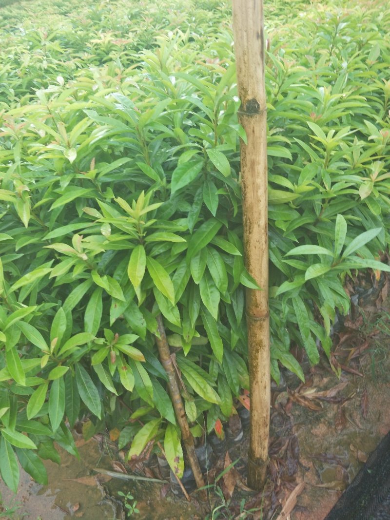 木荷苗，（木荷杯苗）木荷批发价格。长期提供技术支持