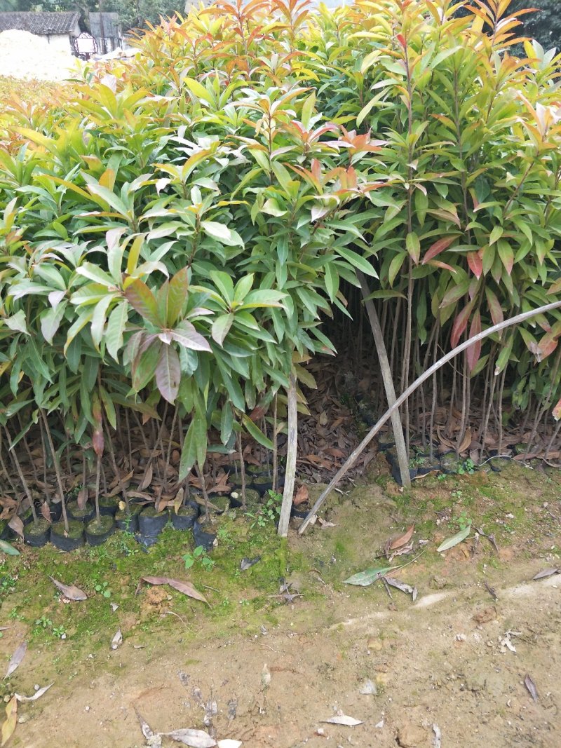 木荷苗，（木荷杯苗）木荷批发价格。长期提供技术支持