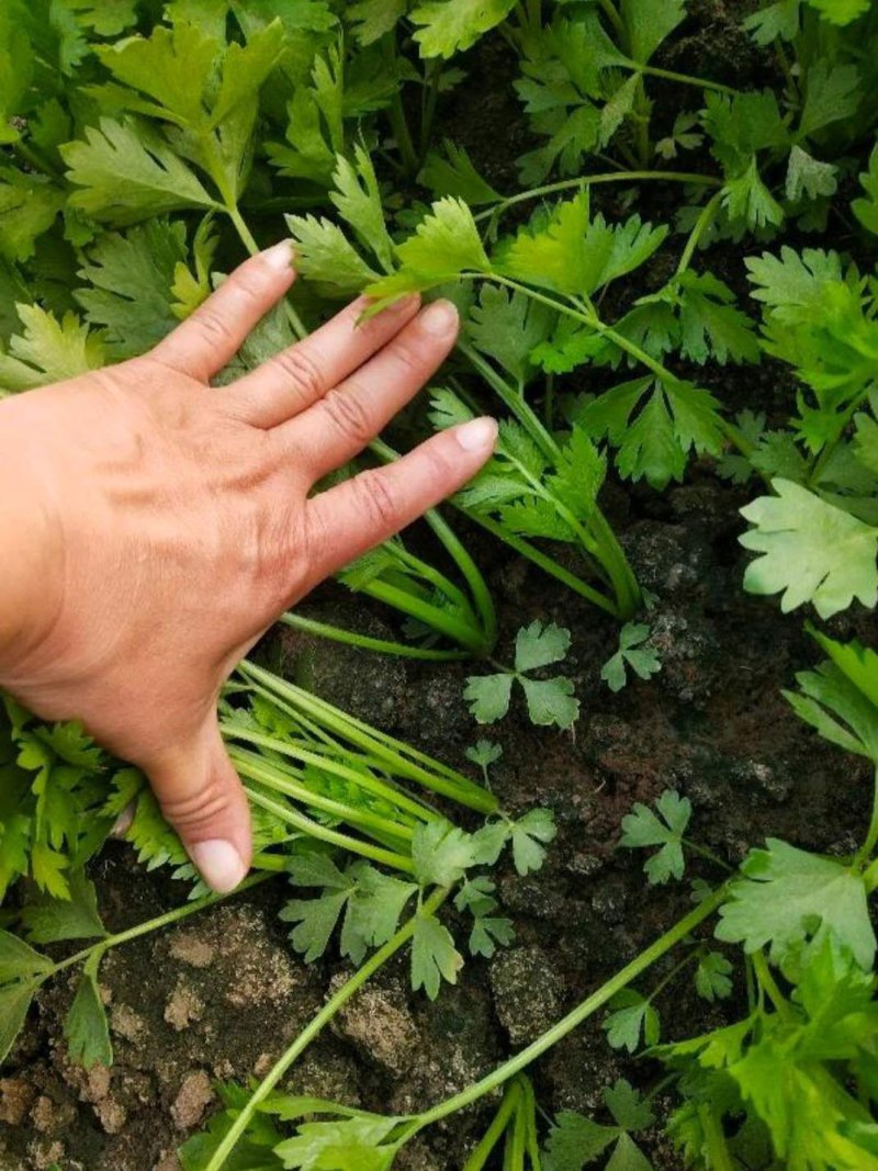 进口法国皇后芹菜苗，百亩繁育基地，免费教您种好菜！