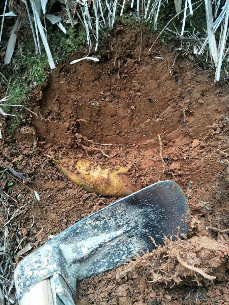 正宗野生冬笋春笋纯野生竹笋高山竹林原生态