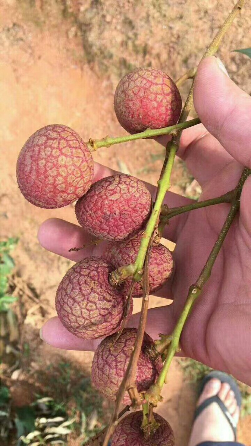荔枝黑叶桂味兰竹妃子笑