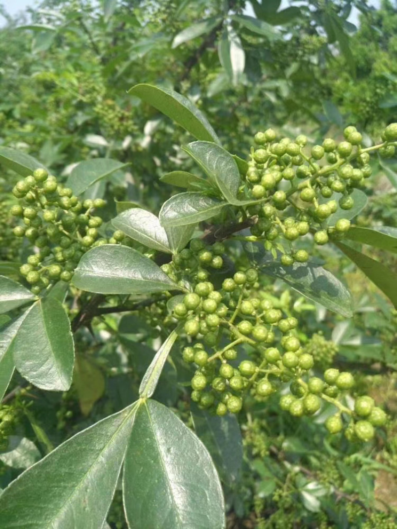 干花椒现货供应下单秒发一手货源价格美丽