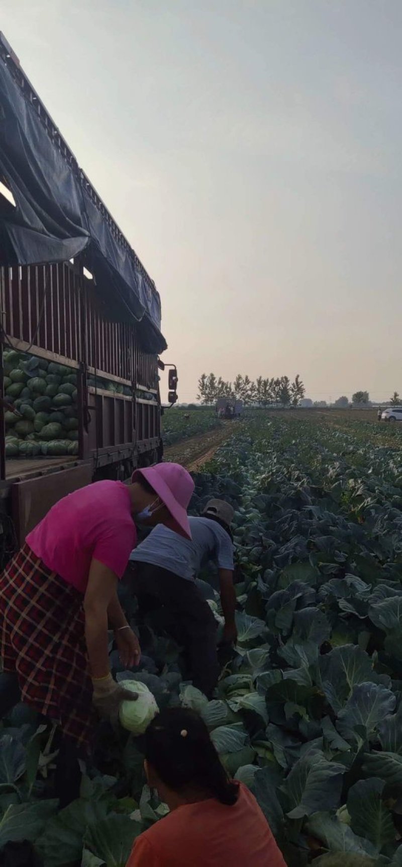 湖北平包扁包菜，产地直供，海量供货，欢迎采购