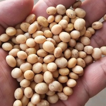 新湖北早黄豆做豆腐用,发货全国,欢迎采购咨询