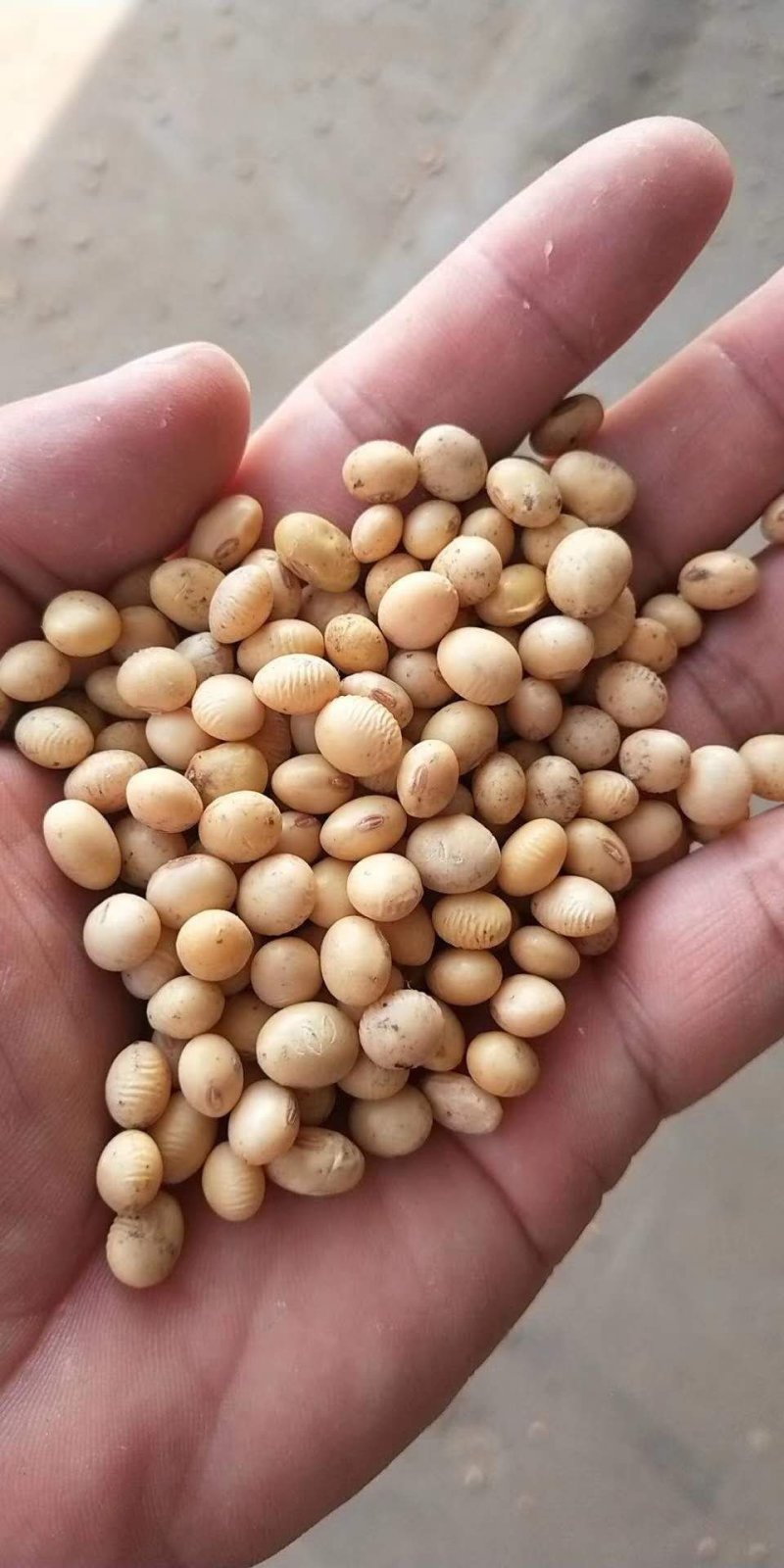 新湖北早黄豆做豆腐用，发货全国，欢迎采购咨询