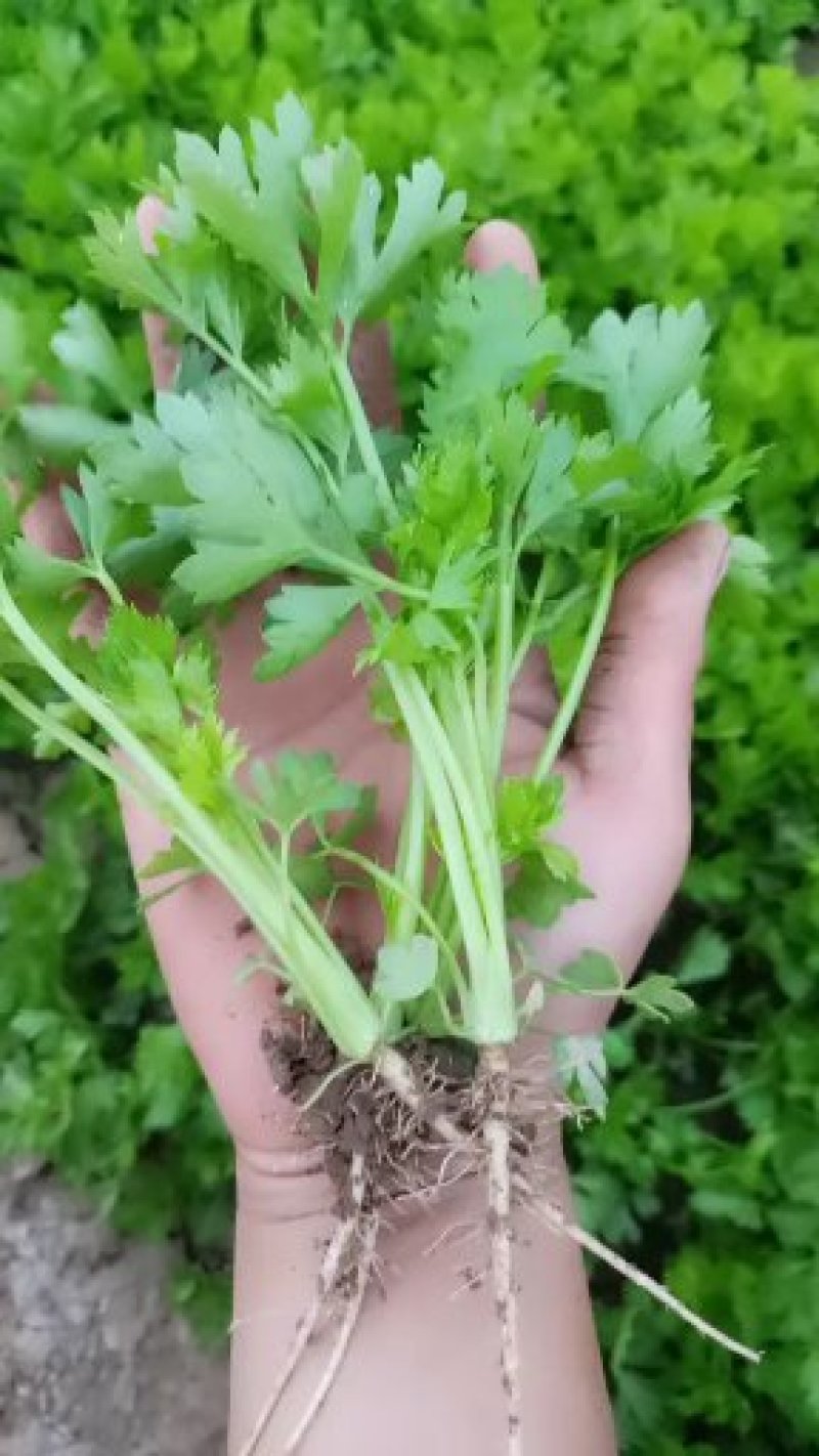 芹菜苗繁育基地直发，招代理商，免费指导技术