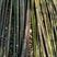 菜架竹，楠竹，水竹，麻竹，各种支架，晒板竹