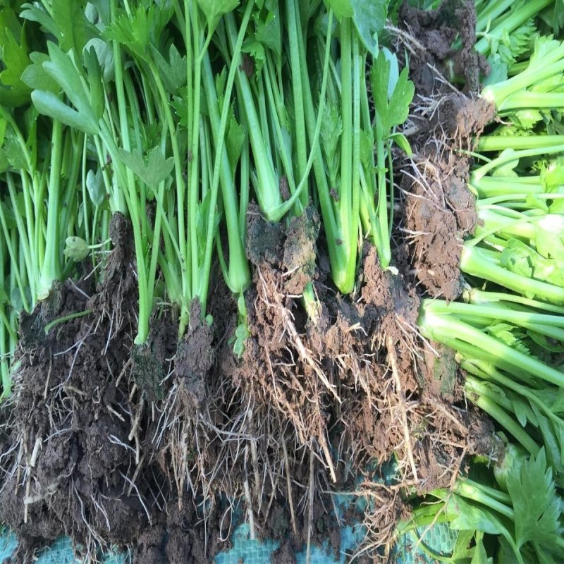 芹菜苗繁育基地直发，招代理商，免费指导技术