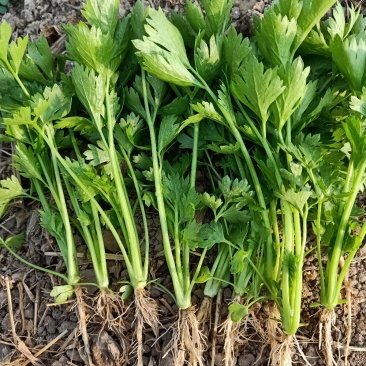 芹菜苗繁育基地直发,招代理商,免费指导技术