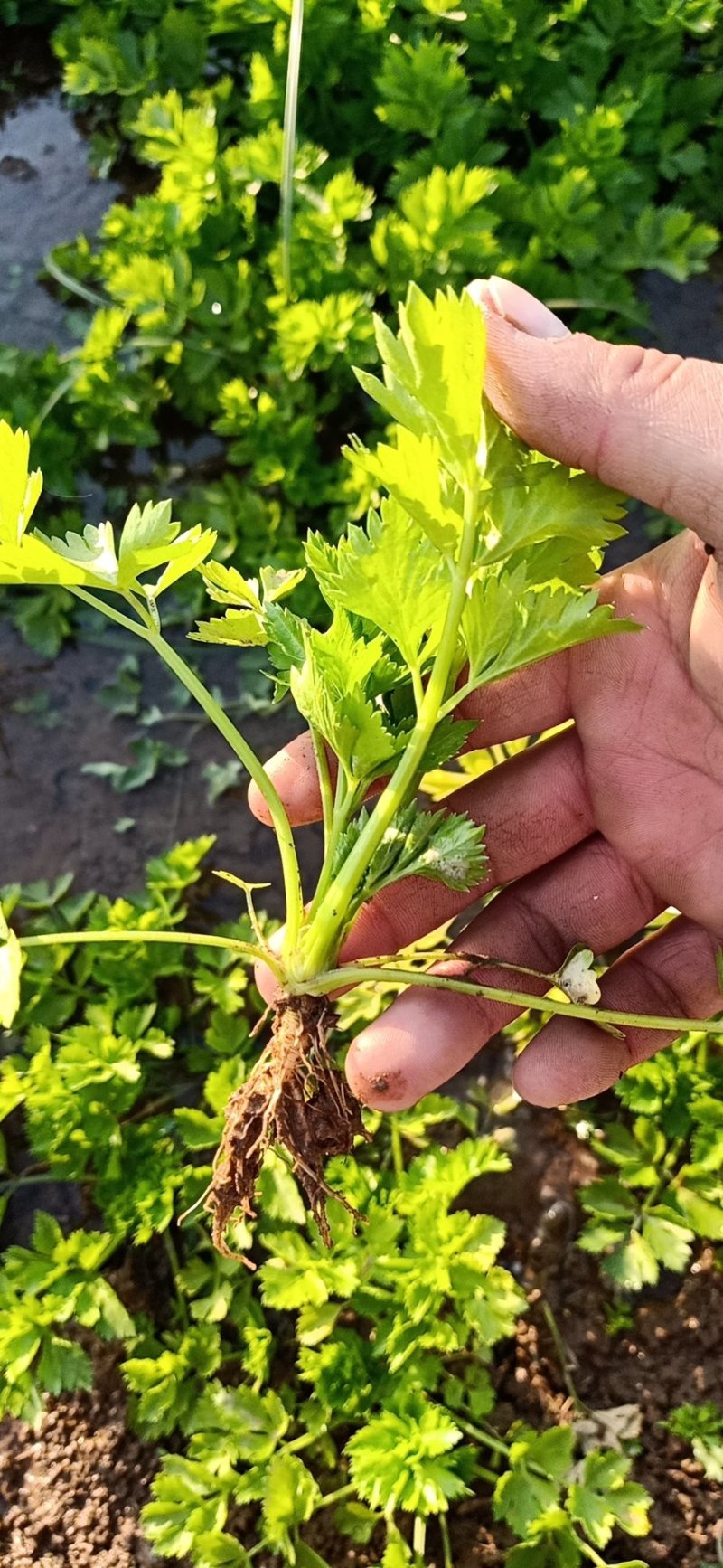 芹菜苗繁育基地直发，招代理商，免费指导技术