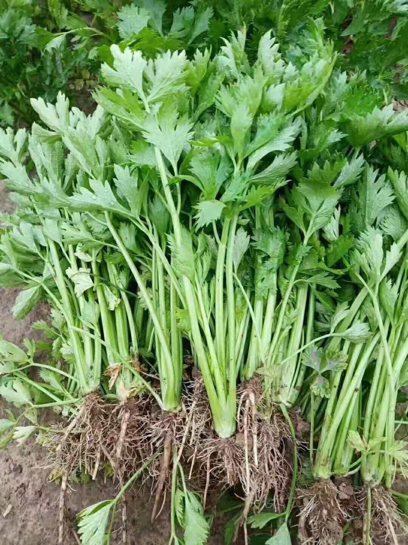 芹菜苗繁育基地直发，招代理商，免费指导技术