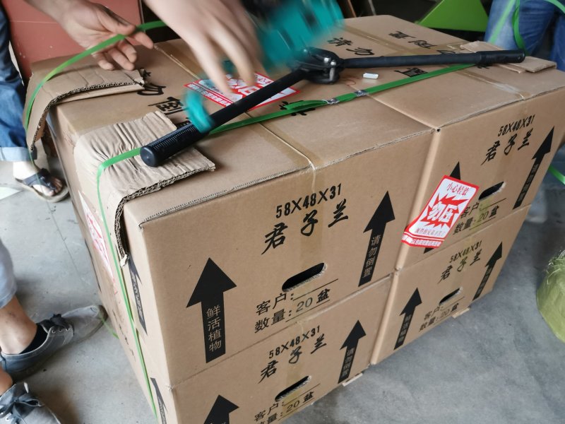 君子兰10叶以上和尚头圆头种植户直销一手货源视频照片看货