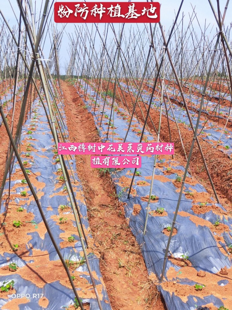 江西樟树粉防己苗杯苗