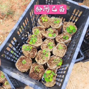 江西樟树粉防己苗杯苗