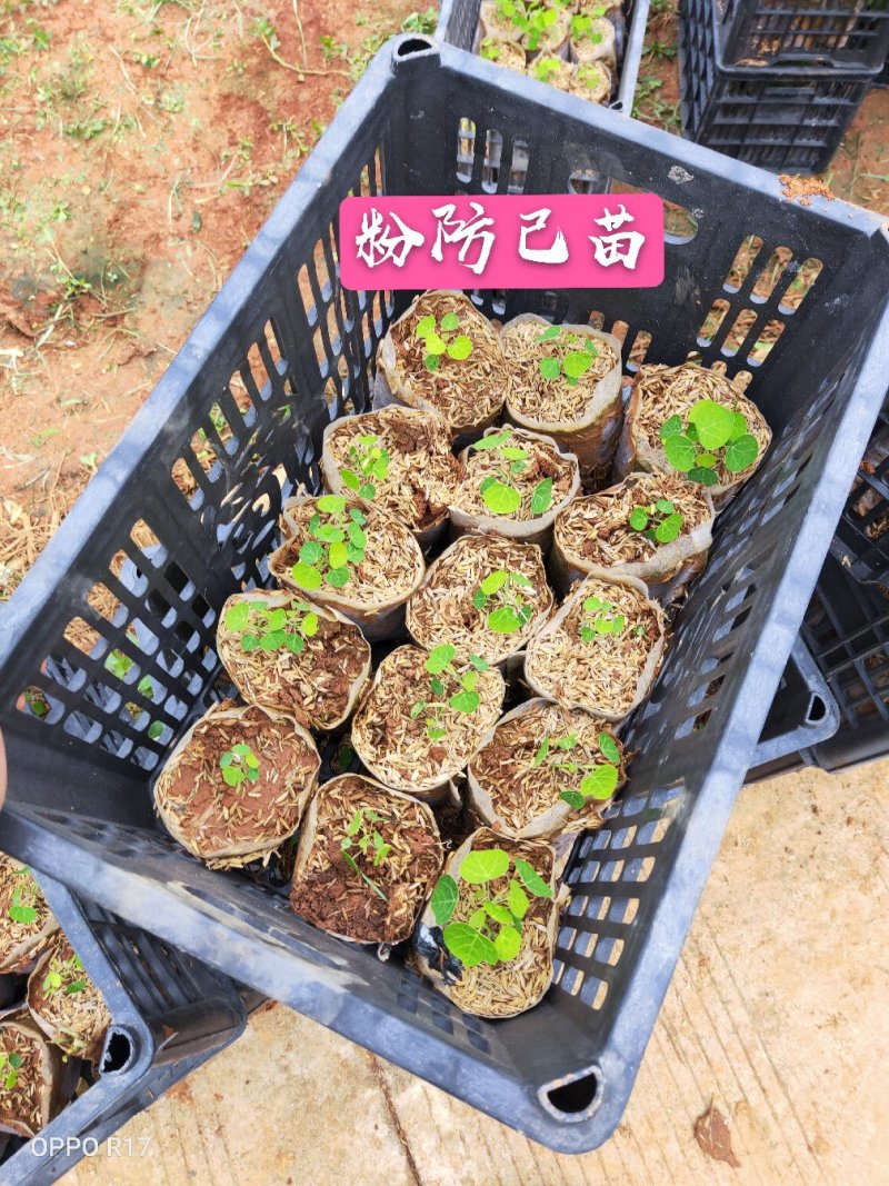 江西樟树粉防己苗杯苗