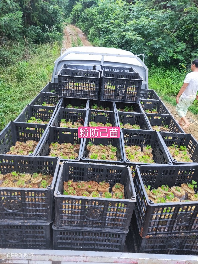 江西樟树粉防己苗杯苗