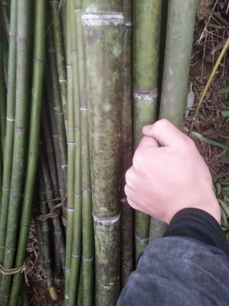 麻竹，菜架竹，水竹，刚竹，楠竹，各种支撑杆，竹杆，晒板竹