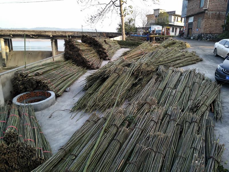 麻竹，菜架竹，水竹，刚竹，楠竹，各种支撑杆，竹杆，晒板竹