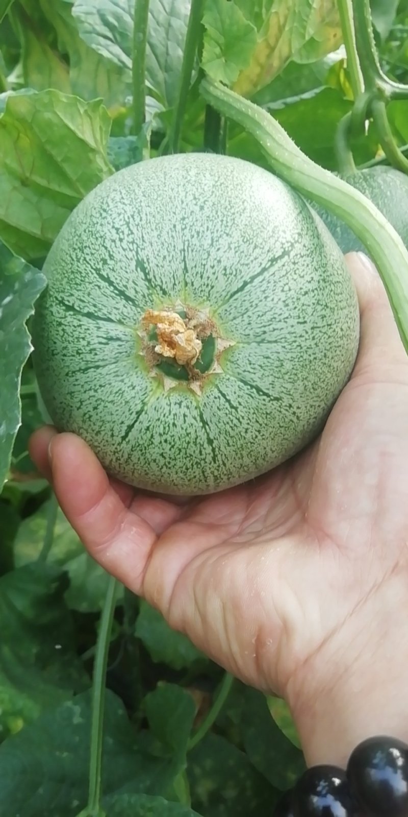 绿宝甜瓜6两以上，头茌瓜